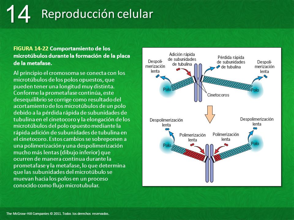 FIGURA Comportamiento de los microtúbulos durante la formación de la placa de la metafase.