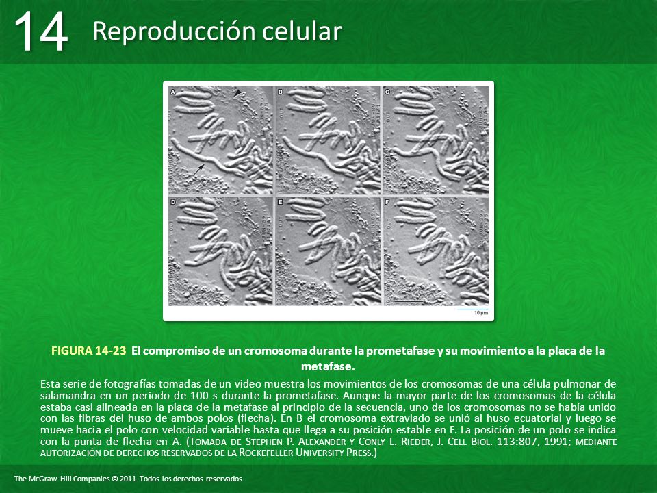 FIGURA El compromiso de un cromosoma durante la prometafase y su movimiento a la placa de la metafase.