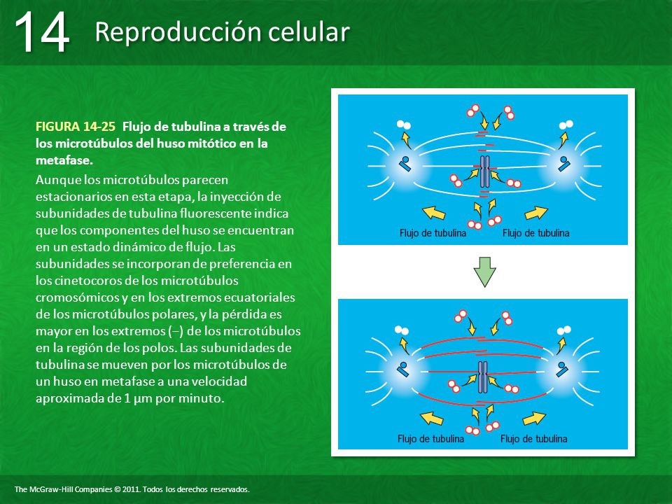 FIGURA Flujo de tubulina a través de los microtúbulos del huso mitótico en la metafase.