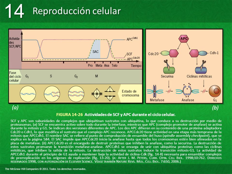 FIGURA Actividades de SCF y APC durante el ciclo celular.