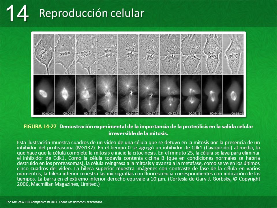 FIGURA Demostración experimental de la importancia de la proteólisis en la salida celular irreversible de la mitosis.