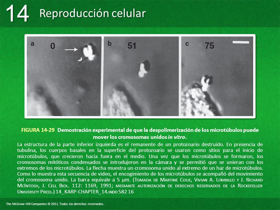 FIGURA Demostración experimental de que la despolimerización de los microtúbulos puede mover los cromosomas unidos in vitro.