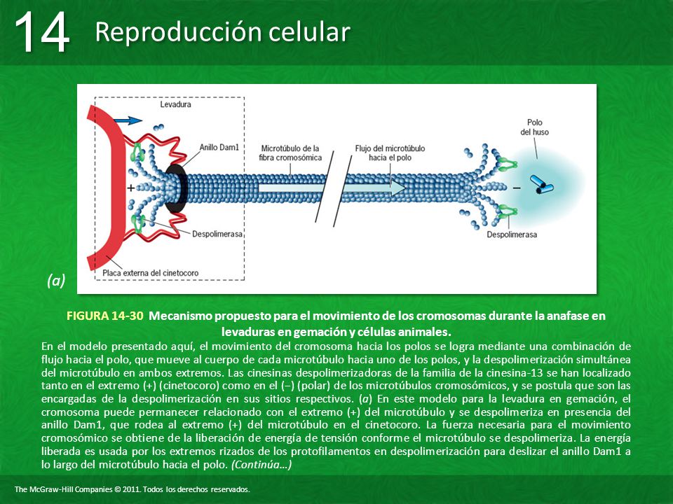 (a) FIGURA Mecanismo propuesto para el movimiento de los cromosomas durante la anafase en levaduras en gemación y células animales.