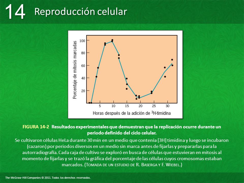 FIGURA 14-2 Resultados experimentales que demuestran que la replicación ocurre durante un periodo definido del ciclo celular.