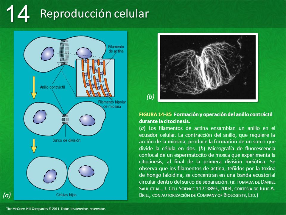 (b) FIGURA Formación y operación del anillo contráctil durante la citocinesis.