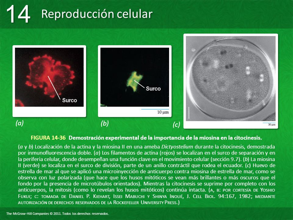 (a) (b) (c) FIGURA Demostración experimental de la importancia de la miosina en la citocinesis.