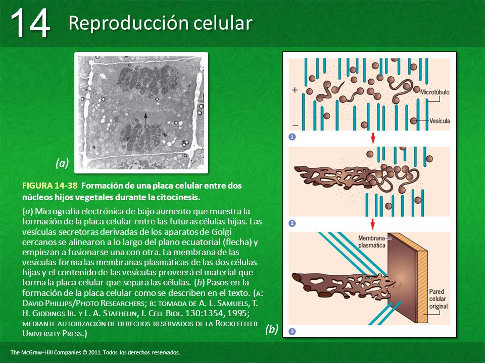(a) FIGURA Formación de una placa celular entre dos núcleos hijos vegetales durante la citocinesis.