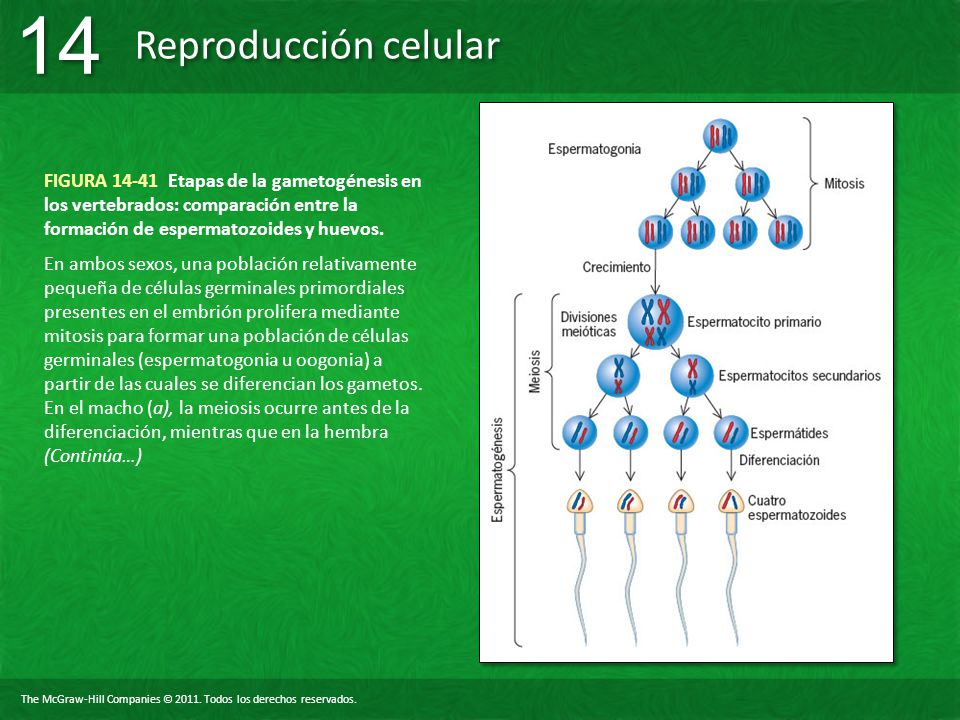 FIGURA Etapas de la gametogénesis en los vertebrados: comparación entre la formación de espermatozoides y huevos.