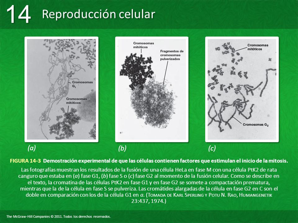 (a) (b) (c) FIGURA 14-3 Demostración experimental de que las células contienen factores que estimulan el inicio de la mitosis.