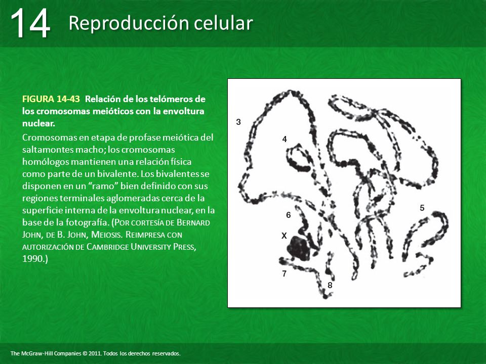 FIGURA Relación de los telómeros de los cromosomas meióticos con la envoltura nuclear.