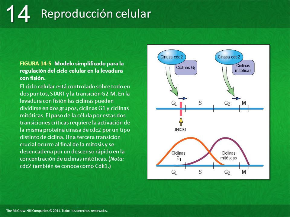 FIGURA 14-5 Modelo simplificado para la regulación del ciclo celular en la levadura con fisión.