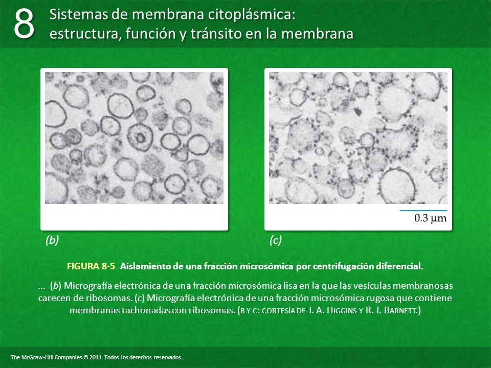 (b) (c) FIGURA 8-5 Aislamiento de una fracción microsómica por centrifugación diferencial.