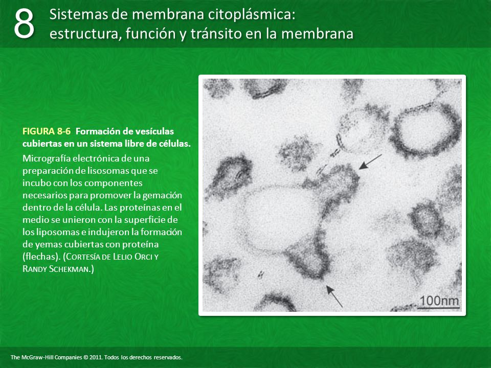 FIGURA 8-6 Formación de vesículas cubiertas en un sistema libre de células.