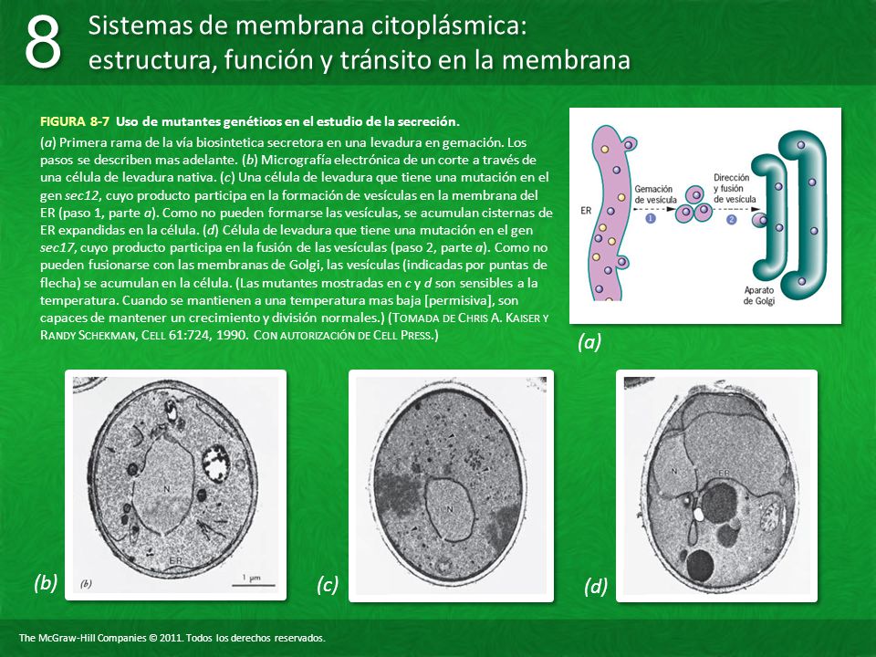 FIGURA 8-7 Uso de mutantes genéticos en el estudio de la secreción.