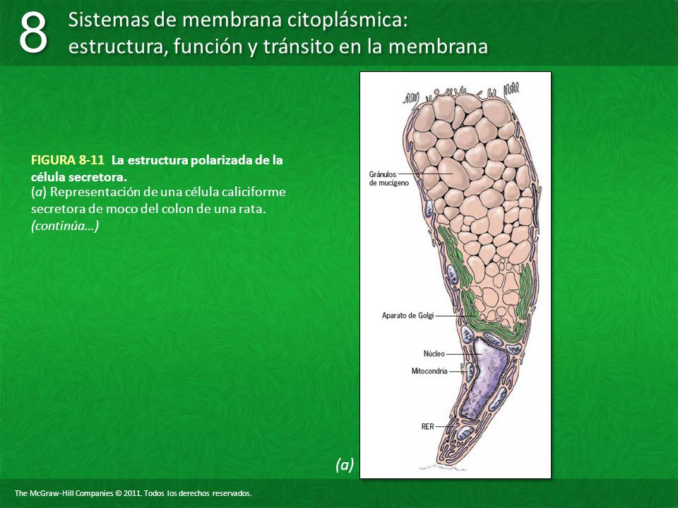 FIGURA 8-11 La estructura polarizada de la célula secretora.
