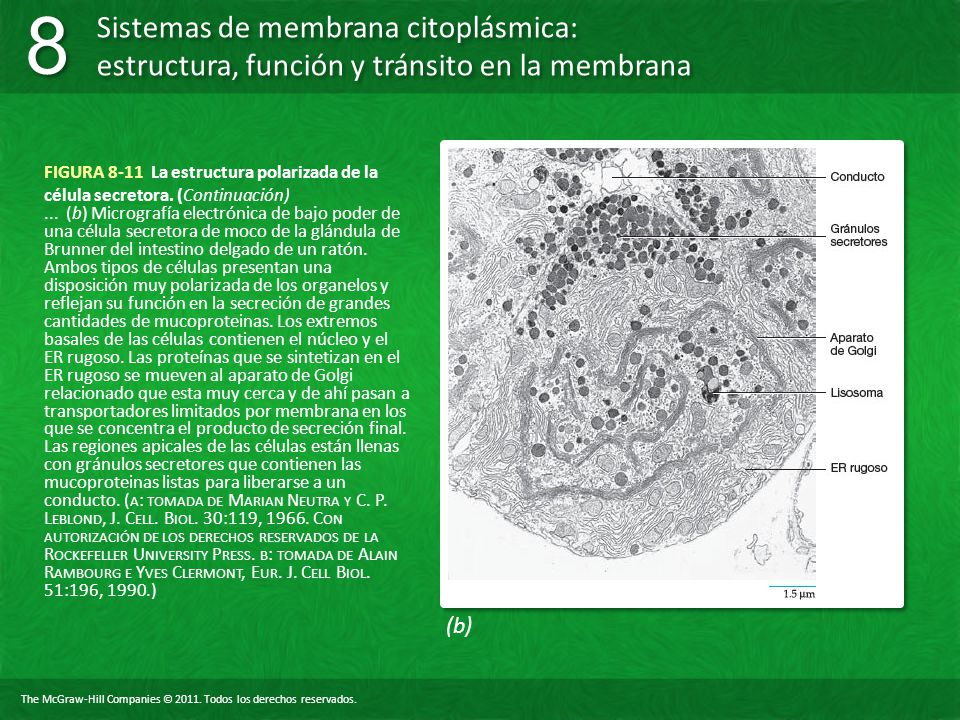 FIGURA 8-11 La estructura polarizada de la célula secretora