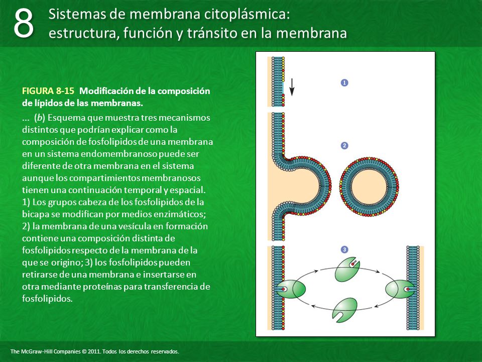 FIGURA 8-15 Modificación de la composición de lípidos de las membranas.