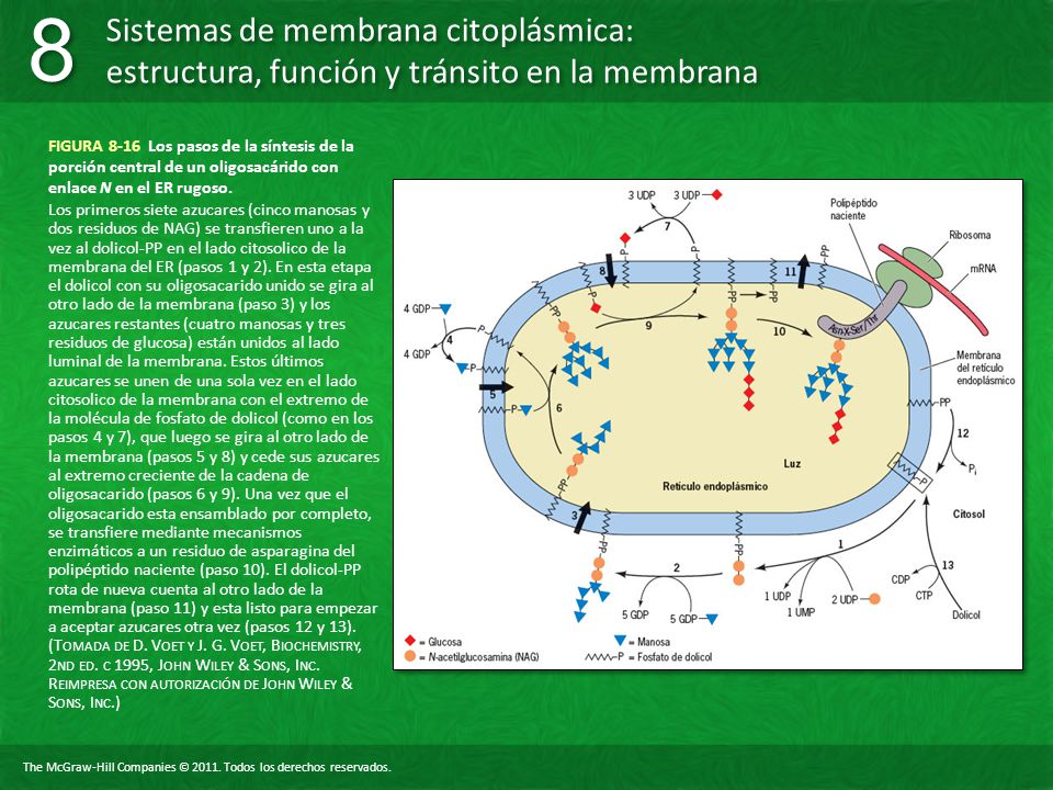 FIGURA 8-16 Los pasos de la síntesis de la porción central de un oligosacárido con enlace N en el ER rugoso.