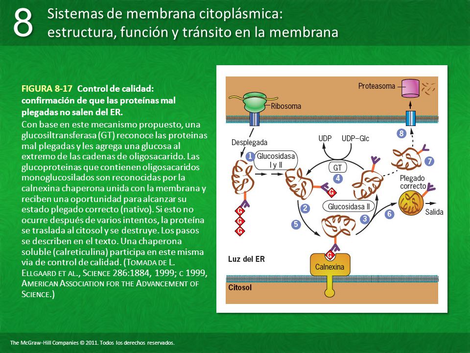 FIGURA 8-17 Control de calidad: confirmación de que las proteínas mal plegadas no salen del ER.