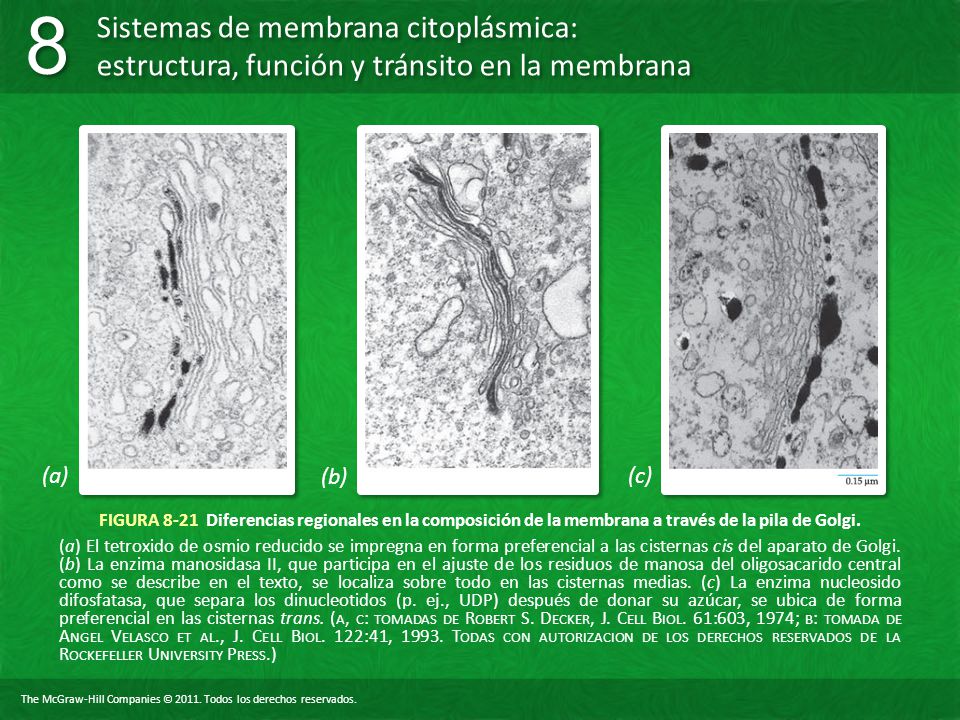 (a) (b) (c) FIGURA 8-21 Diferencias regionales en la composición de la membrana a través de la pila de Golgi.