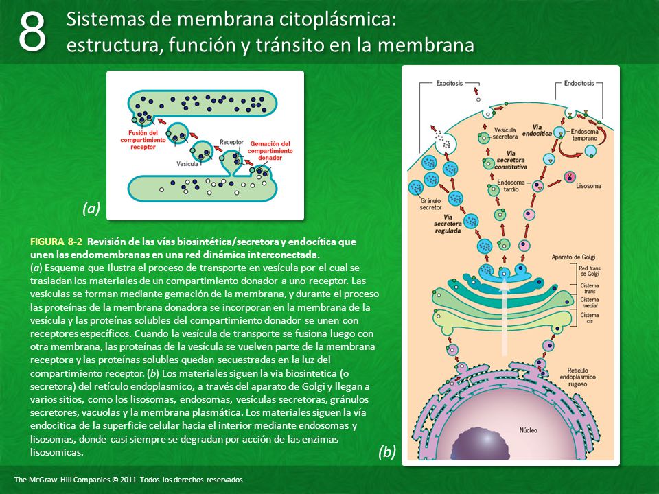 (a) FIGURA 8-2 Revisión de las vías biosintética/secretora y endocítica que unen las endomembranas en una red dinámica interconectada.