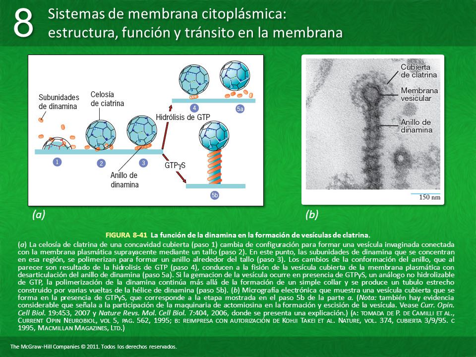 (a) (b) FIGURA 8-41 La función de la dinamina en la formación de vesículas de clatrina.