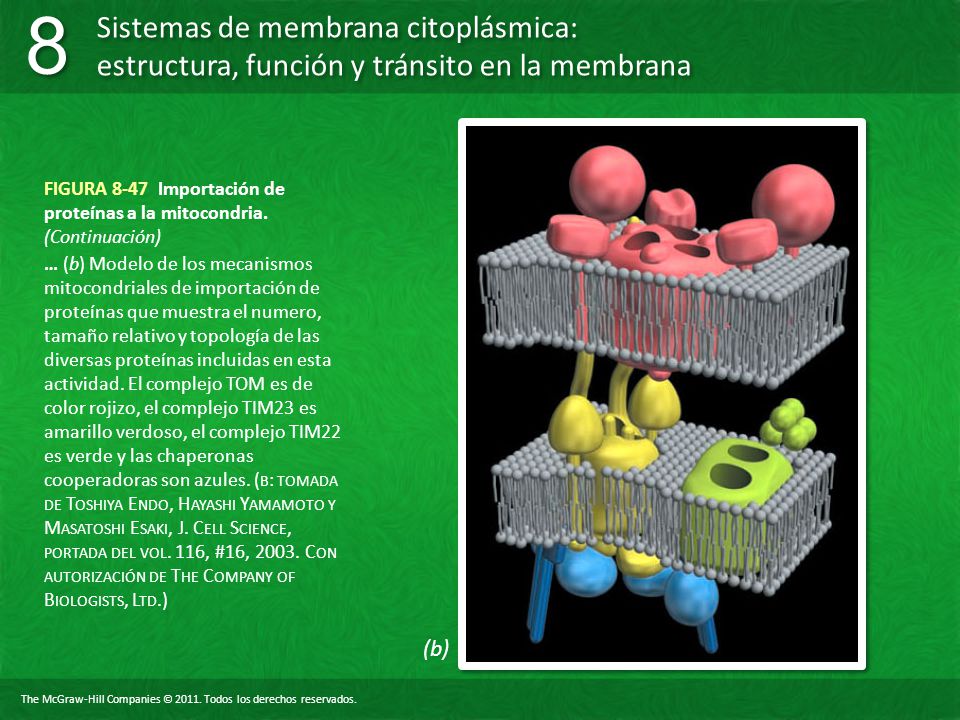 FIGURA 8-47 Importación de proteínas a la mitocondria. (Continuación)