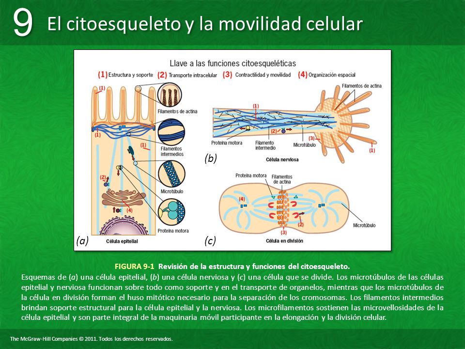 FIGURA 9-1 Revisión de la estructura y funciones del citoesqueleto.