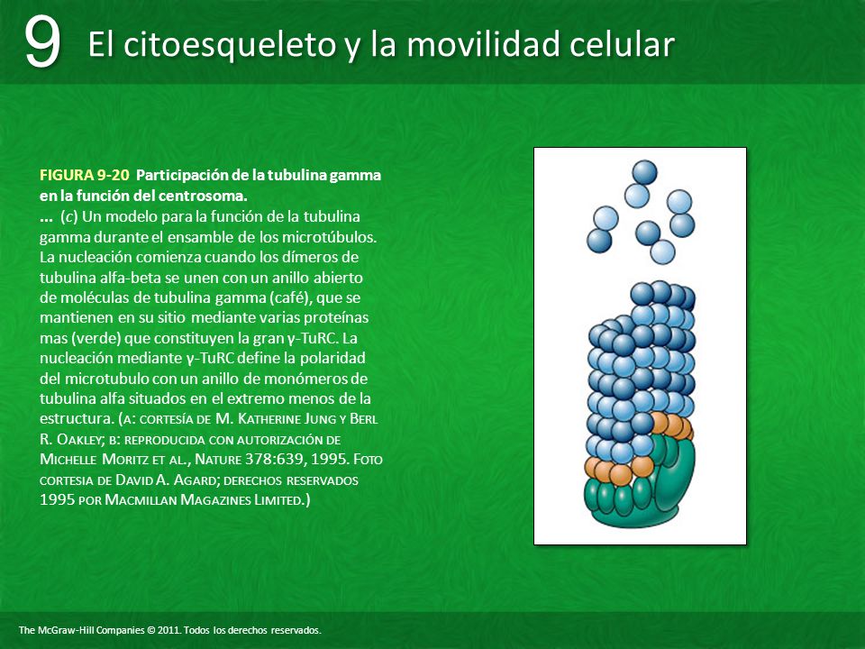 FIGURA 9-20 Participación de la tubulina gamma en la función del centrosoma.