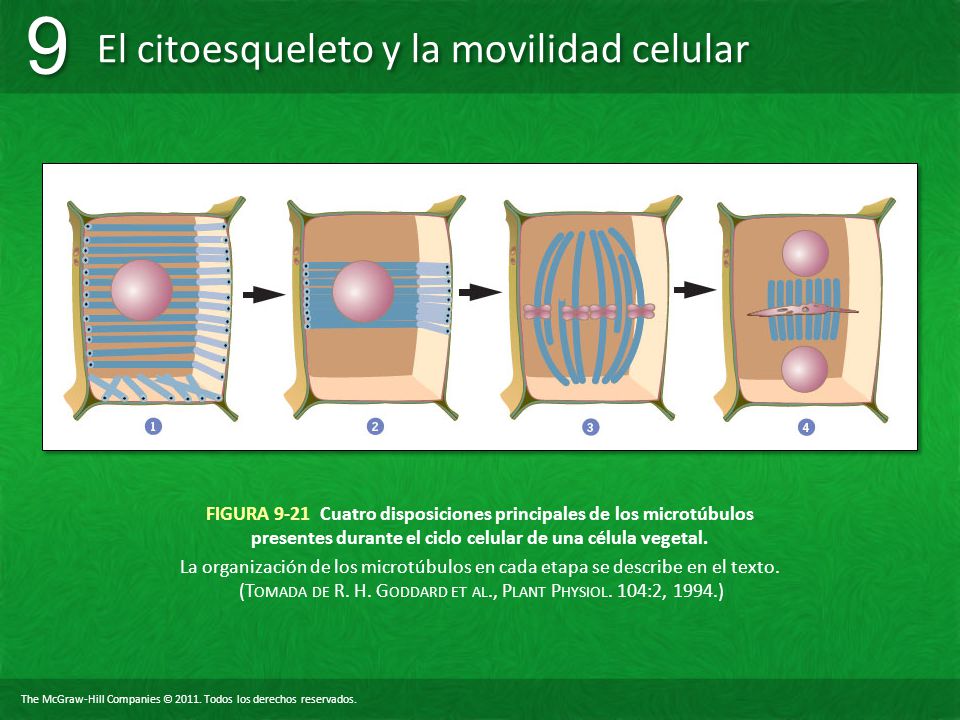 FIGURA 9-21 Cuatro disposiciones principales de los microtúbulos presentes durante el ciclo celular de una célula vegetal.
