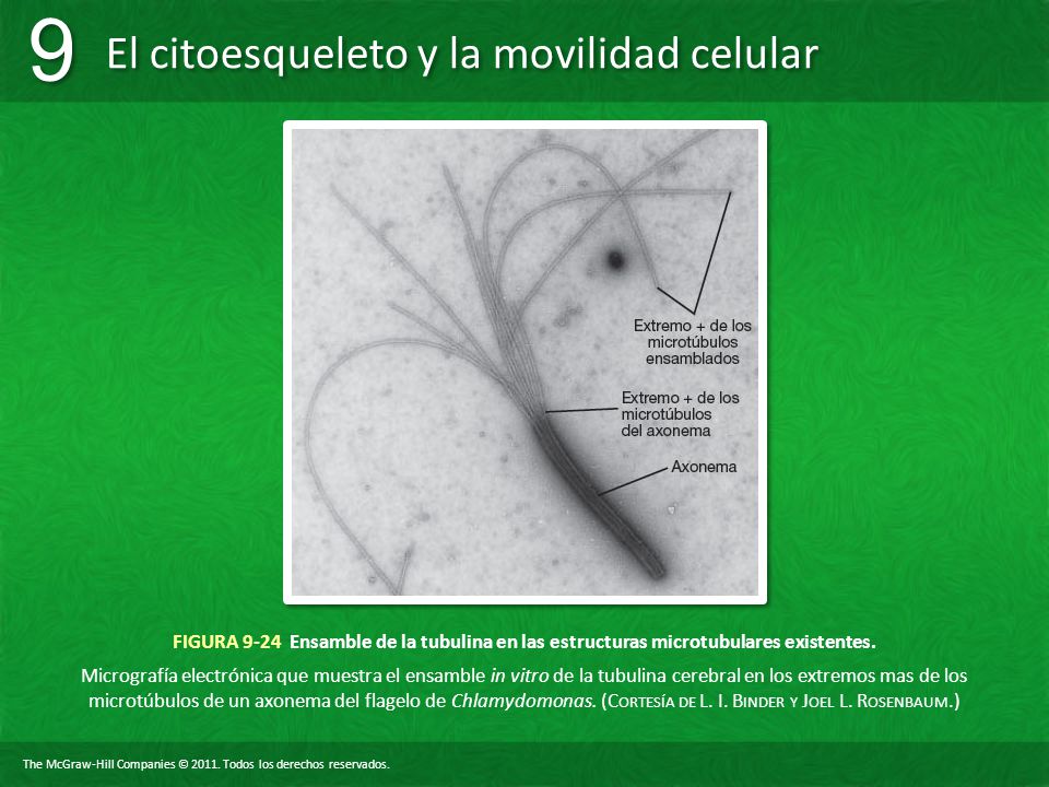 FIGURA 9-24 Ensamble de la tubulina en las estructuras microtubulares existentes.