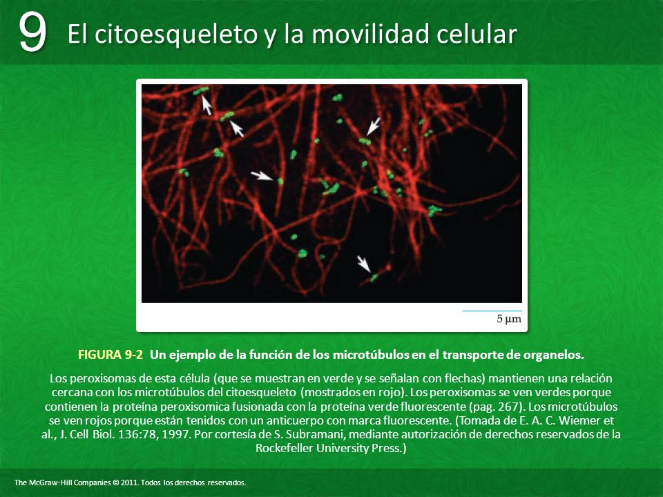 FIGURA 9-2 Un ejemplo de la función de los microtúbulos en el transporte de organelos.