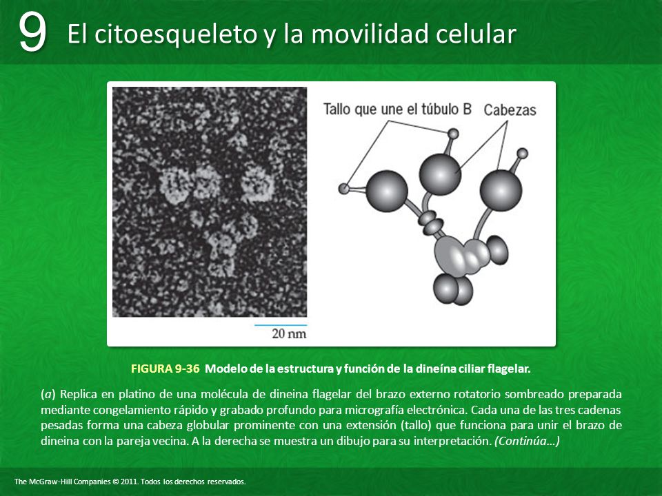 FIGURA 9-36 Modelo de la estructura y función de la dineína ciliar flagelar.