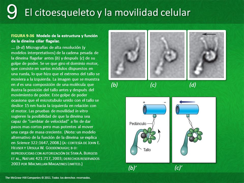 FIGURA 9-36 Modelo de la estructura y función de la dineína ciliar flagelar.