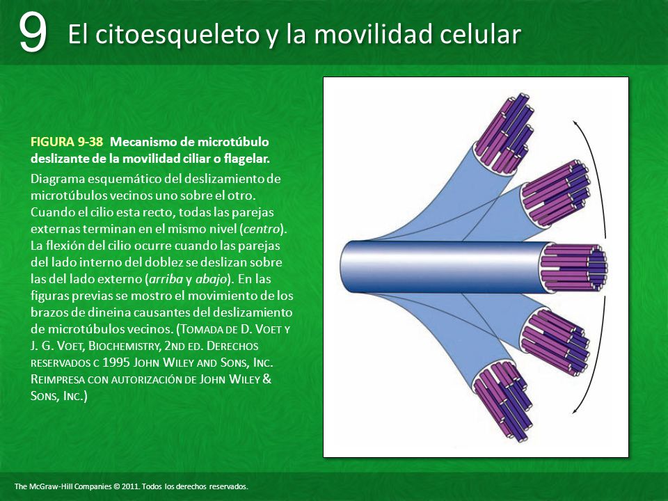FIGURA 9-38 Mecanismo de microtúbulo deslizante de la movilidad ciliar o flagelar.