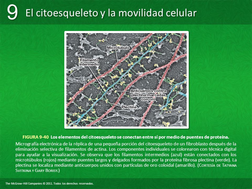 FIGURA 9-40 Los elementos del citoesqueleto se conectan entre sí por medio de puentes de proteína.