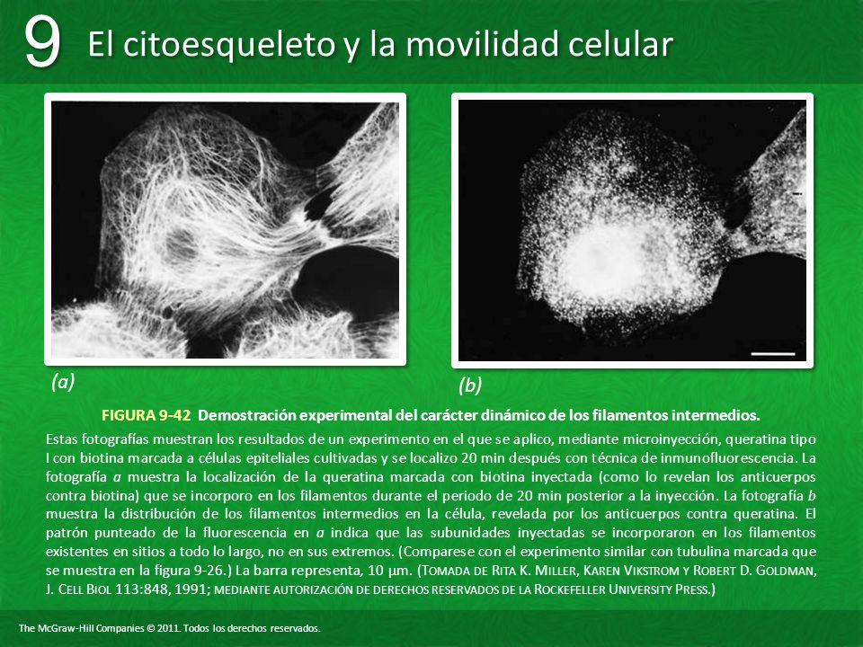 (a) (b) FIGURA 9-42 Demostración experimental del carácter dinámico de los filamentos intermedios.