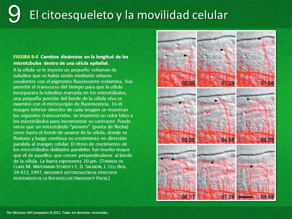 FIGURA 9-4 Cambios dinámicos en la longitud de los microtúbulos dentro de una célula epitelial.