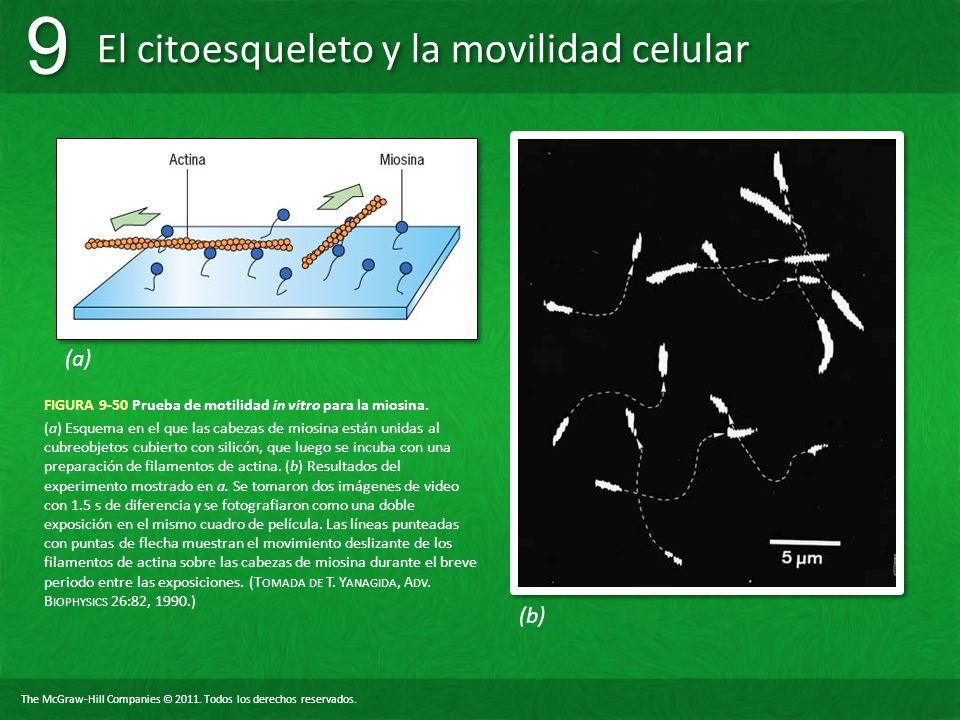 FIGURA 9-50 Prueba de motilidad in vitro para la miosina.