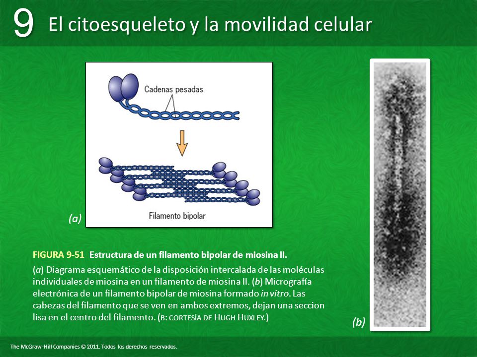 FIGURA 9-51 Estructura de un filamento bipolar de miosina II.