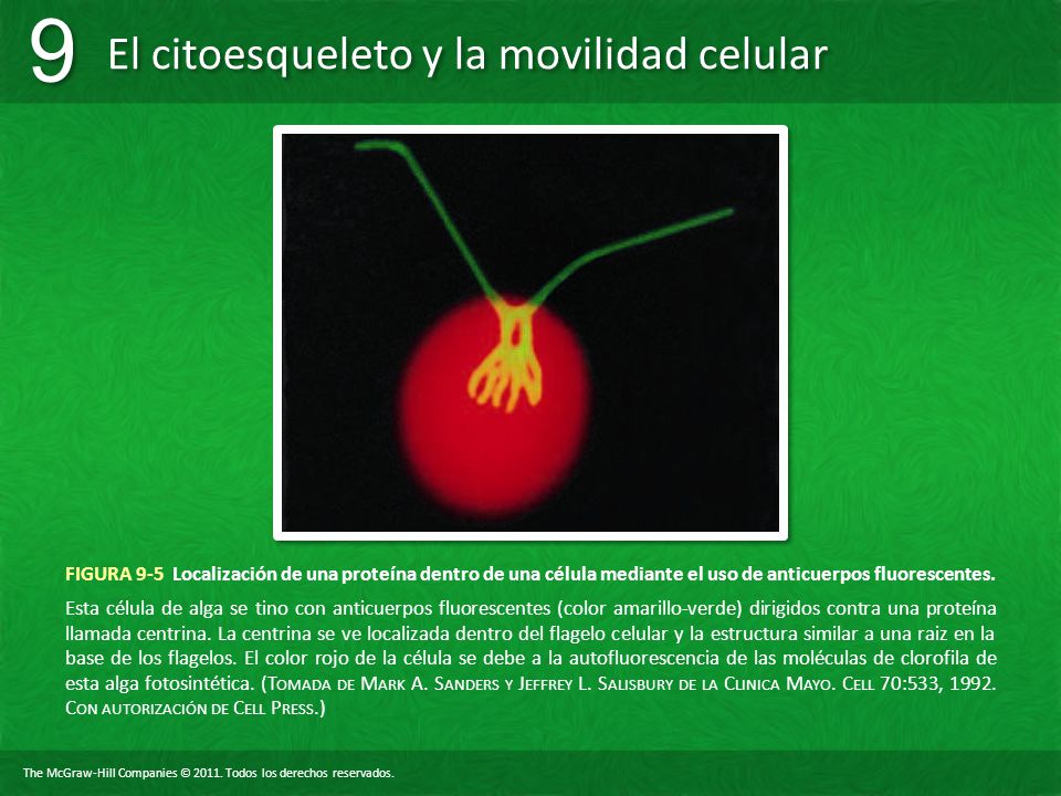 FIGURA 9-5 Localización de una proteína dentro de una célula mediante el uso de anticuerpos fluorescentes.
