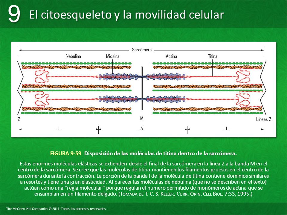 FIGURA 9-59 Disposición de las moléculas de titina dentro de la sarcómera.