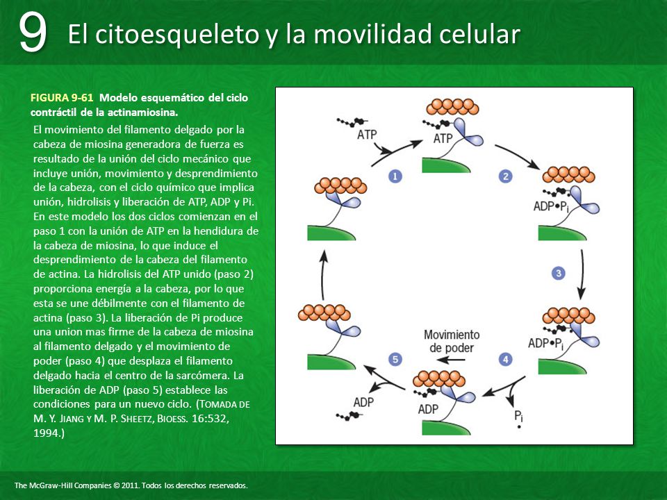 FIGURA 9-61 Modelo esquemático del ciclo contráctil de la actinamiosina.