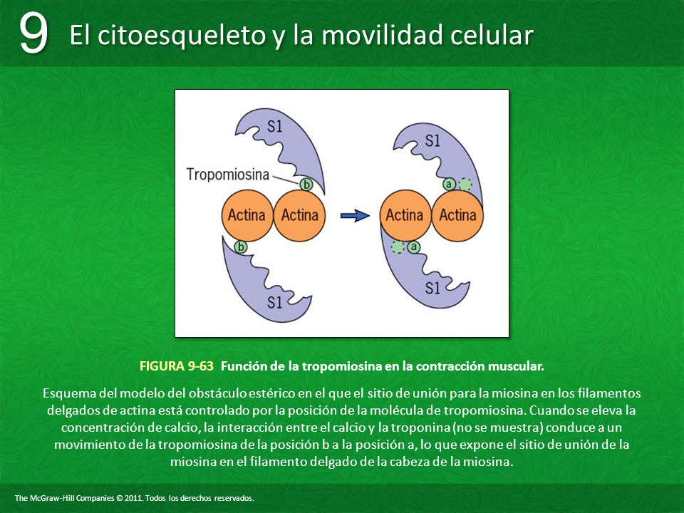 FIGURA 9-63 Función de la tropomiosina en la contracción muscular.
