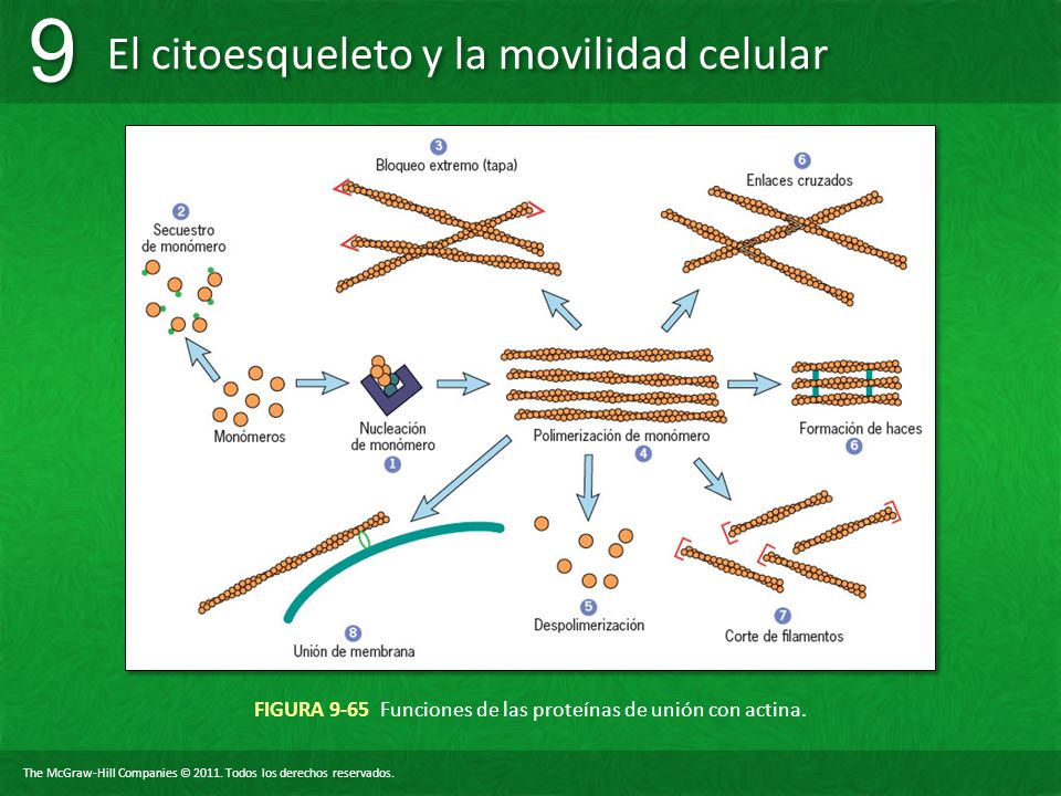 FIGURA 9-65 Funciones de las proteínas de unión con actina.