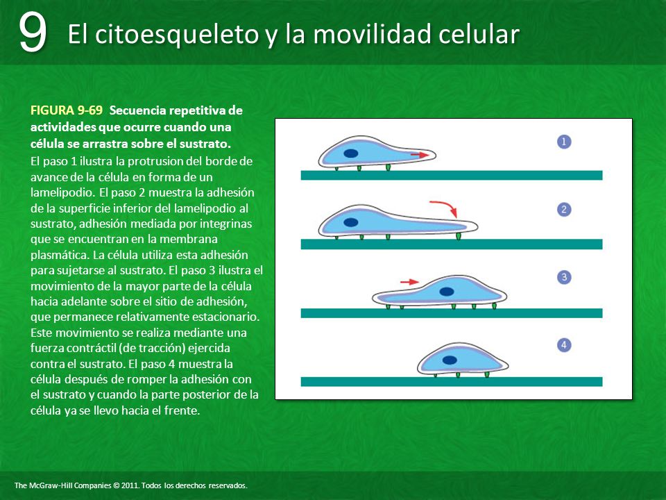 FIGURA 9-69 Secuencia repetitiva de actividades que ocurre cuando una célula se arrastra sobre el sustrato.