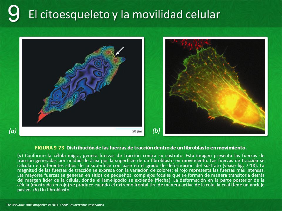 (a) (b) FIGURA 9-73 Distribución de las fuerzas de tracción dentro de un fibroblasto en movimiento.