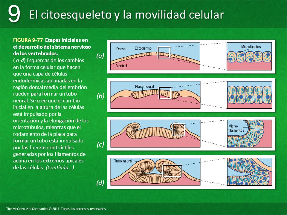 FIGURA 9-77 Etapas iniciales en el desarrollo del sistema nervioso de los vertebrados.