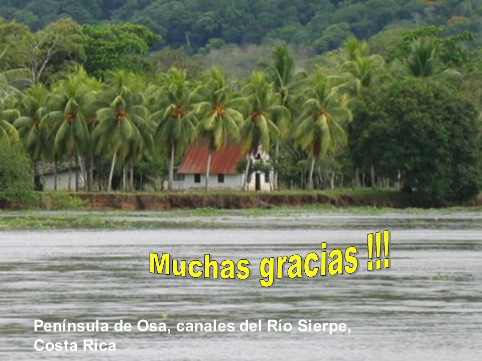 Muchas gracias !!! Península de Osa, canales del Río Sierpe,