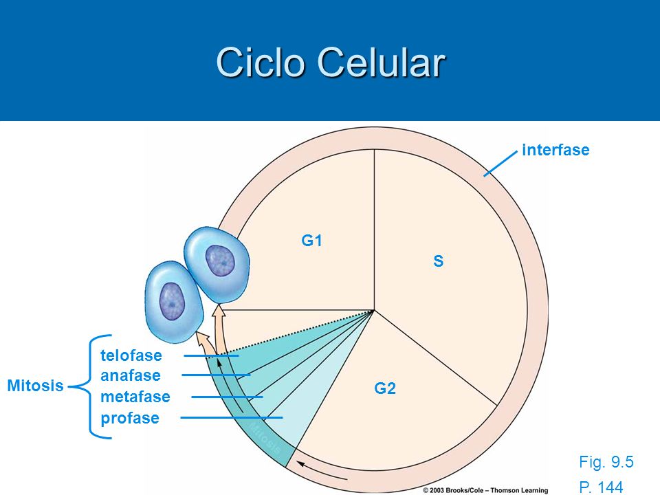 Ciclo Celular interfase G1 S telofase anafase Mitosis G2 metafase